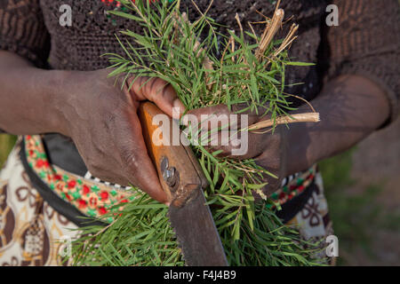 Bauern ernten und verarbeiten Teebaumöl zum Verkauf für den Export als ein Produkt Gesundheit und Schönheit, Kenia, Ostafrika, Afrika Stockfoto