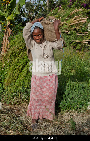 Bauern ernten und verarbeiten Teebaumöl zum Verkauf für den Export als ein Produkt Gesundheit und Schönheit, Kenia, Ostafrika, Afrika Stockfoto