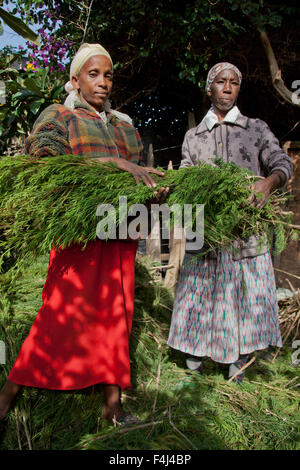 Bauern ernten und verarbeiten Teebaumöl zum Verkauf für den Export als ein Produkt Gesundheit und Schönheit, Kenia, Ostafrika, Afrika Stockfoto