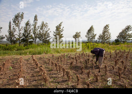 Bauern ernten und verarbeiten Teebaumöl zum Verkauf für den Export als ein Produkt Gesundheit und Schönheit, Kenia, Ostafrika, Afrika Stockfoto