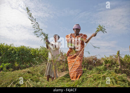 Bauern ernten und verarbeiten Teebaumöl zum Verkauf für den Export als ein Produkt Gesundheit und Schönheit, Kenia, Ostafrika, Afrika Stockfoto