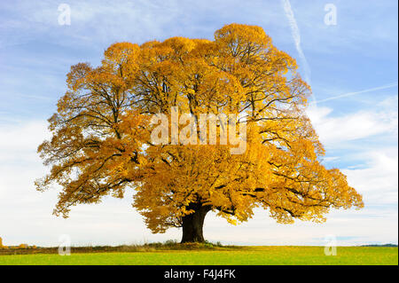 einzigen großen alten Linde im Herbst Stockfoto