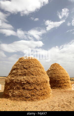 Berge von Teff Korn trocken in Felder in Äthiopien zu Mehl für Injera, das Nationalgericht des Landes, Äthiopien Stockfoto