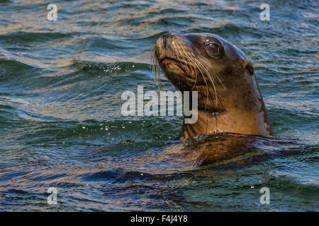 Kalifornische Seelöwe (Zalophus Californianus) juvenile im Wasser bei Isla San Pedro Martir, Baja California, Mexiko Stockfoto