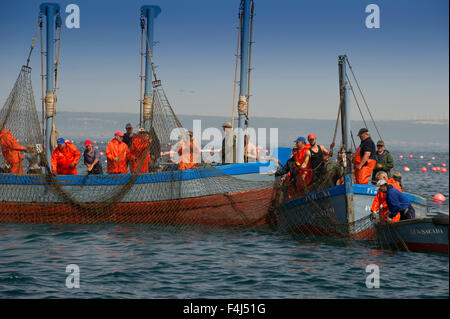 Almadraba atlantische Fischerei auf Roten Thun besteht aus einem Labyrinth von Netzen, die endgültige Net ist Winde an der Oberfläche, Andalusien, Spanien Stockfoto