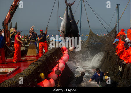 Atlantic Bluefin Thunfisch gefangen vom Almadraba Labyrinth net System, Fische sind hob über Seile und legte auf Eis, Andalusien, Spanien Stockfoto