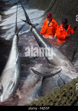 Atlantische Blauflossenthunfisch gefangen im Almadraba Labyrinth net System, Andalusien, Spanien Stockfoto