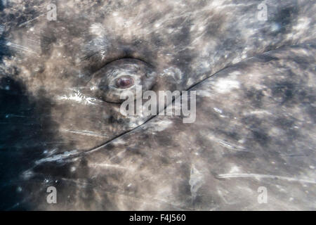 Nahaufnahme des Auges ein California Grauwal unter Wasser in der Lagune von San Ignacio, Baja California Sur, Mexiko Stockfoto