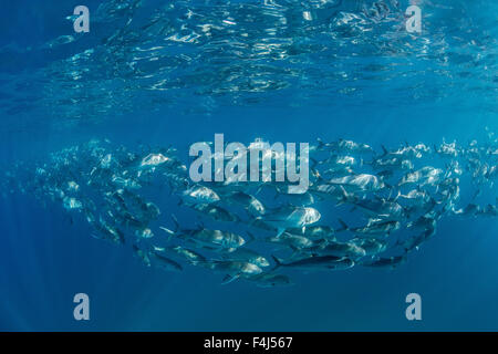 Eine große Schule von Großaugenthun Trevally (Caranx Sexfasciatus) in tiefem Wasser in der Nähe von Cabo Pulmo, Baja California Sur, Mexiko Stockfoto