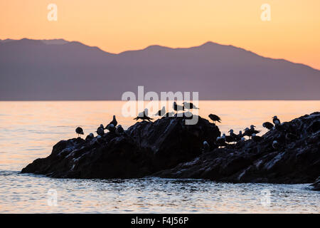 Heermann Möwen (Larus Heermanni) bei Sonnenuntergang auf Isla Rasita, Baja California, Mexiko, Nordamerika Stockfoto