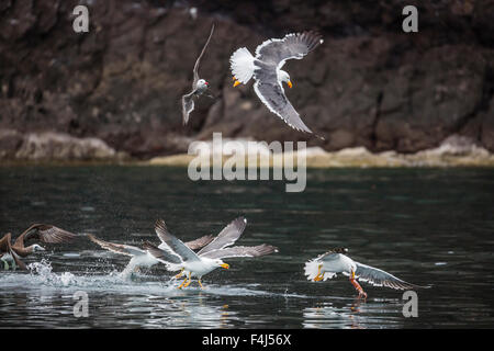 Gelb-footed Möwen (Larus belebt) und Heermann Möwen (Larus Heermanni) kämpfen für ein Tintenfisch auf Isla Ildefonso, Mexiko Stockfoto