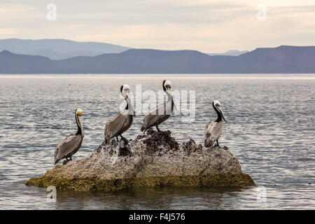 Erwachsenen braune Pelikane (Pelecanus Occidentalis), Isla Ildefonso, Baja California Sur, Mexiko, Nordamerika Stockfoto