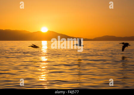 Braune Pelikane (Pelecanus Occidentalis) im Flug Bildung bei Sonnenuntergang in der Nähe von Isla Rasita, Baja California, Mexiko, Nordamerika Stockfoto