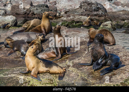 Erwachsene männliche Guadalupe-Seebär unter California Seelöwen, Isla San Pedro Martir, Baja California, Mexiko Stockfoto