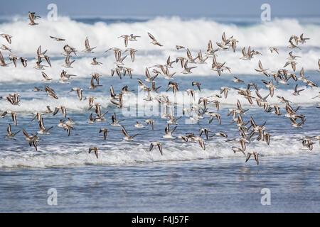 Eine Herde von Zugvögeln Sanderlinge (Calidris Alba) die Flucht auf Sand Dollar Beach, Baja California Sur, Mexiko, Nordamerika Stockfoto