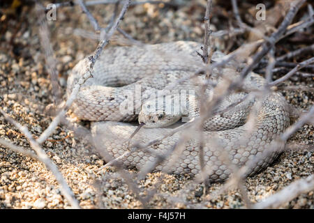 Asche farbig Morph von der endemischen rattleless Klapperschlange, Isla Santa Catalina, Baja California Sur, Mexiko Stockfoto