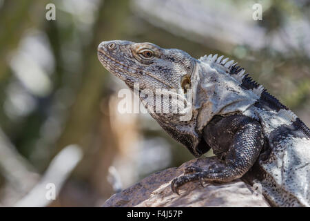 Kopf-Detail von einem erwachsenen männlichen stacheligen-tailed Leguan (Ctenosaura Conspicuosa), auf Isla San Esteban, Baja California, Mexiko Stockfoto