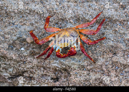 Erwachsenen Sally Lightfoot Krabben (Grapsus Grapsus) bei Ebbe auf Punta Colorado, Isla San Jose, Baja California Sur, Mexiko Stockfoto