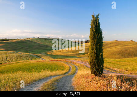 Toskanische Landschaft mit Zypresse, in der Nähe von San Quirico, Val d ' Orcia (Orcia-Tal), UNESCO, Provinz Siena, Toskana, Italien Stockfoto