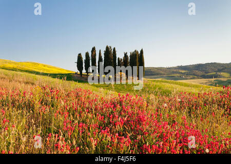 Gruppe von Zypressen und Blumenwiese, in der Nähe von San Quirico, Val d ' Orcia, UNESCO, Provinz Siena, Toskana, Italien Stockfoto