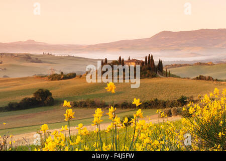 Bauernhof Belvedere bei Sonnenaufgang, in der Nähe von San Quirico, Val d ' Orcia (Orcia-Tal), UNESCO, Provinz Siena, Toskana, Italien Stockfoto