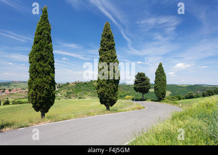 Zypressen auf einer Straße, Monticchiello, Orcia (Orcia-Tal), Provinz Siena, Toskana, Italien, Europa Stockfoto