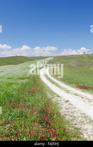 Weg durch die toskanische Landschaft. in der Nähe von San Quirico Val d ' Orcia (Orcia-Tal), UNESCO, Provinz Siena, Toskana, Italien Stockfoto