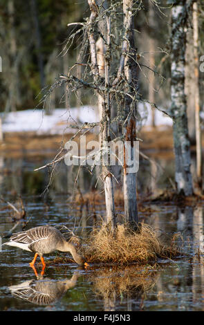 Eine Gans, die auf der Suche nach Nahrung im Wasser Stockfoto