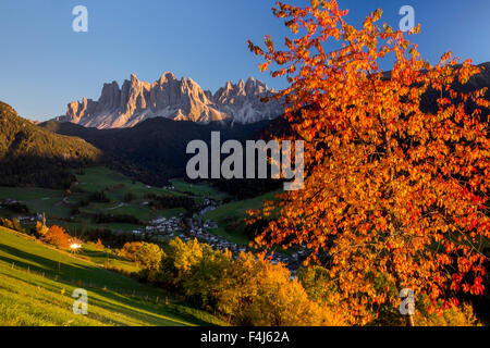 Bunter Herbst Bäume umrahmen die Gruppe der Geisler und das Dorf St. Magdalena, Villnösser Tal, Dolomiten, Südtirol, Italien Stockfoto