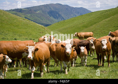 Simmentaler Kühe und Kälber, North Island, Neuseeland, Pazifik Stockfoto