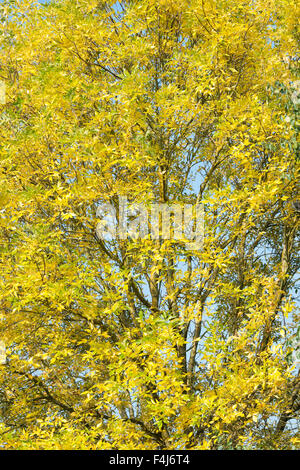 Fraxinus americana. Esche baum im Herbst vor blauem Himmel Stockfoto