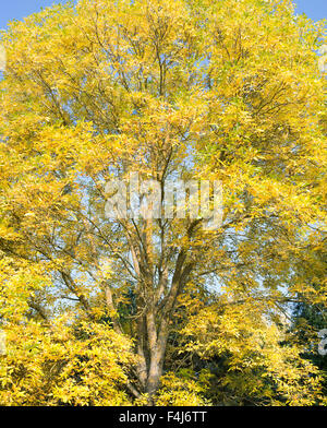Fraxinus americana. Esche baum im Herbst vor blauem Himmel Stockfoto