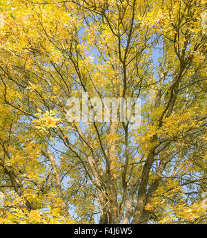 Fraxinus americana. Esche baum im Herbst vor blauem Himmel Stockfoto