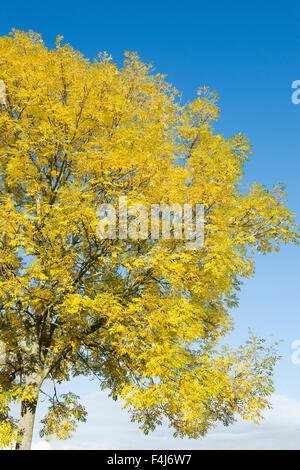 Fraxinus Excelsior.  Esche im Herbst vor einem blauen Himmel in Schottland Stockfoto