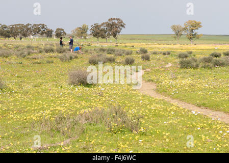 NIEUWOUDTVILLE, Südafrika - 22. August 2015: eine Ansicht von Hantam National Botanical Garden in Nieuwoudtville in den Norther Stockfoto