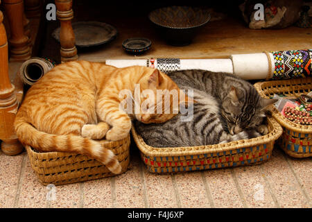 Katzen schlafen in Körben vor einem Geschäft in der Medina von Essaouira im Süden Marokkos Stockfoto