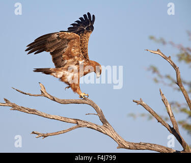 Tawny Adler (Aquila Rapax), Kgalagadi Transfrontier Park, umfasst das ehemalige Kalahari Gemsbok National Park in Südafrika Stockfoto