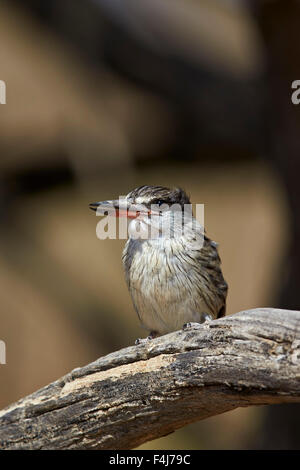 Gestreiftes Kingfisher, Kgalagadi Transfrontier Park, umfasst das ehemalige Kalahari Gemsbok National Park in Südafrika Stockfoto