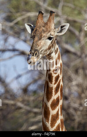Kap-Giraffe, Kgalagadi Transfrontier Park, umfasst das ehemalige Kalahari Gemsbok National Park in Südafrika Stockfoto