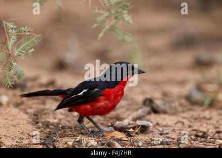 Crimson-breasted Boubou, Kgalagadi Transfrontier Park, umfasst das ehemalige Kalahari Gemsbok National Park in Südafrika Stockfoto