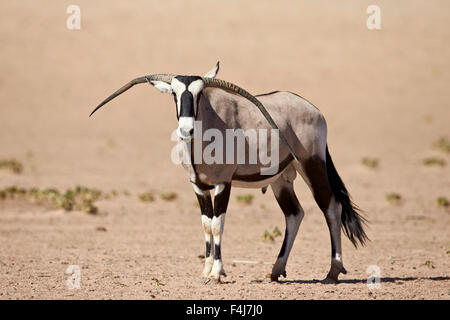 Gemsbock (südafrikanische Oryx) (Oryx Gazella) männlich mit deformierten Hörner, Kgalagadi Transfrontier Park, Südafrika Stockfoto