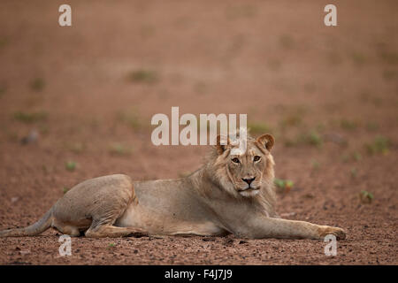 Löwe (Panthera Leo), Kgalagadi Transfrontier Park, umfasst das ehemalige Kalahari Gemsbok National Park, Südafrika, Afrika Stockfoto