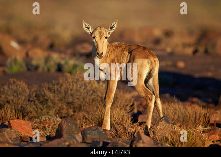 Rote Kuhantilope (Alcelaphus Buselaphus) Kalb, Karoo National Park, Südafrika, Afrika Stockfoto