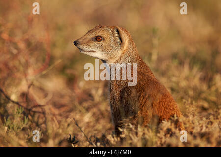 Gelbe Mungo (Cynictis Penicillata), Mountain Zebra National Park, Südafrika, Afrika Stockfoto