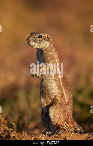 Cape Boden Eichhörnchen (Xerus Inauris) Prairiedogging, Mountain Zebra National Park, Südafrika, Afrika Stockfoto