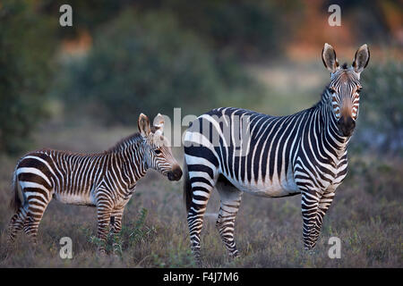 Cape Mountain Zebras (Equus Zebra Zebra) Stute und Fohlen, Mountain Zebra National Park, Südafrika, Afrika Stockfoto