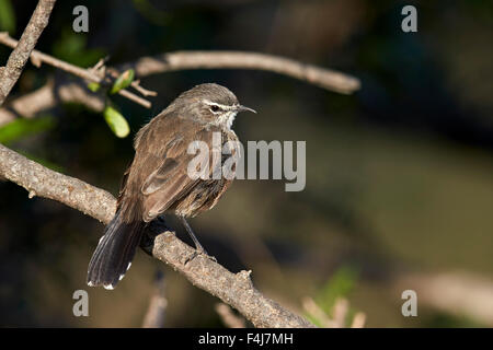 Karoo Robin (Karoo Scheuern-Robin) (Cercotrichas Coryphoeus), Mountain Zebra National Park, Südafrika, Afrika Stockfoto