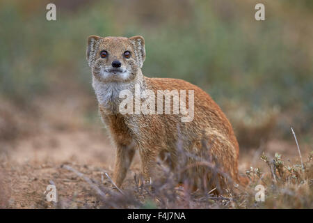 Gelbe Mungo (Cynictis Penicillata), Mountain Zebra National Park, Südafrika, Afrika Stockfoto