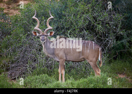 Größere Kudu (Tragelaphus Strepsiceros) männlich, Addo Elephant National Park, Südafrika, Afrika Stockfoto