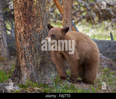 Zimt Schwarzbären (Ursus Americanus) Jährling Cub, Yellowstone-Nationalpark, Wyoming, Vereinigte Staaten von Amerika, Nordamerika Stockfoto